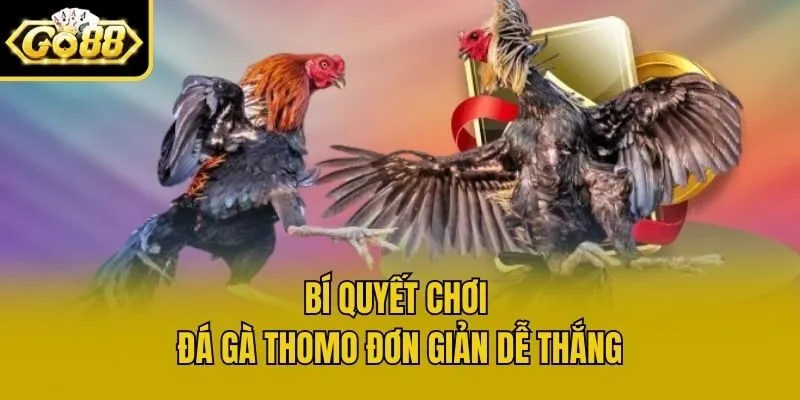 Bí quyết chơi đá gà thomo đơn giản dễ thắng