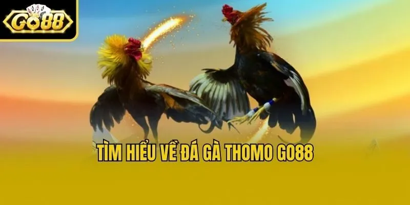 Tìm hiểu về đá gà thomo Go88